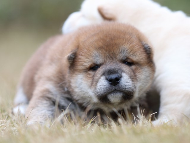 FP5A4315-shibainu-puppy FP5A4315-shibainu-puppy