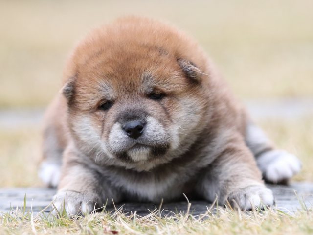 FP5A4459-shibainu-puppy FP5A4459-shibainu-puppy