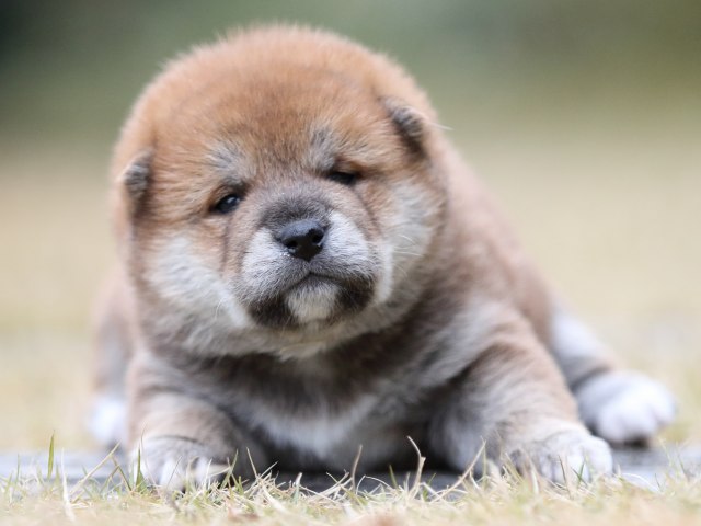 FP5A4474-shibainu-puppy FP5A4474-shibainu-puppy