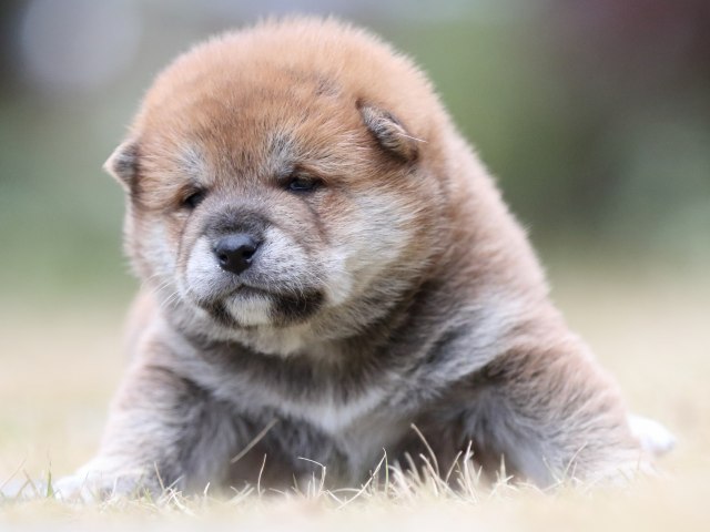 FP5A4487-shibainu-puppy FP5A4487-shibainu-puppy