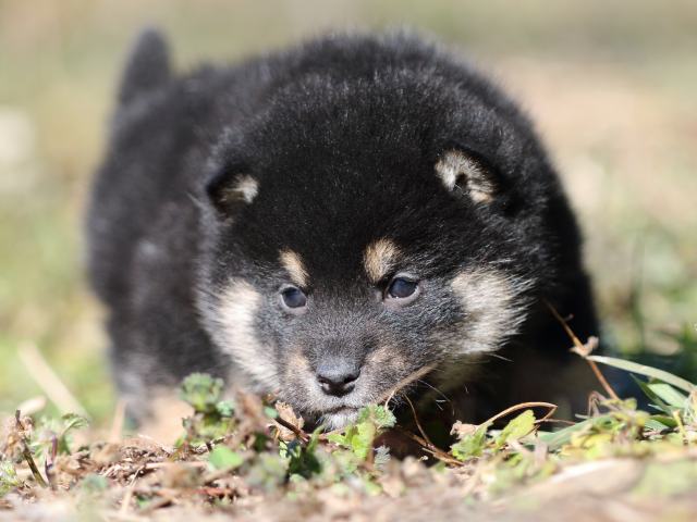 FP5A4538-shibainu-puppy FP5A4538-shibainu-puppy