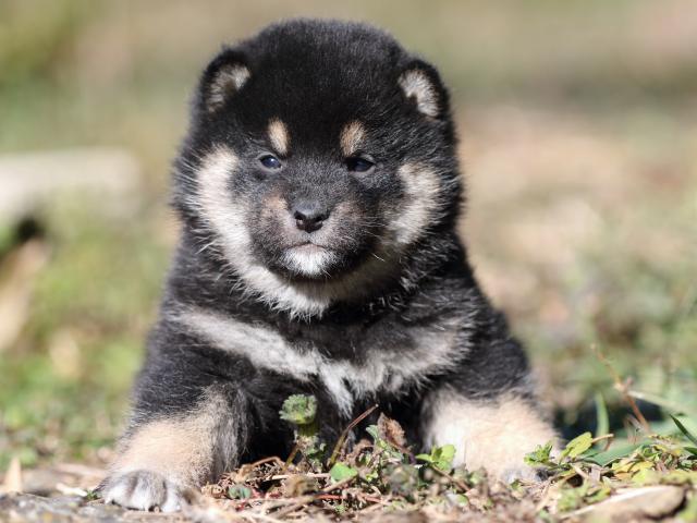FP5A4562-shibainu-puppy FP5A4562-shibainu-puppy