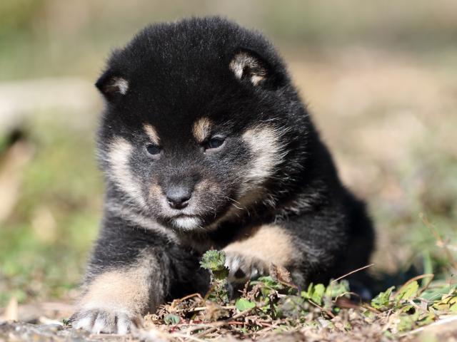 FP5A4569-shibainu-puppy FP5A4569-shibainu-puppy