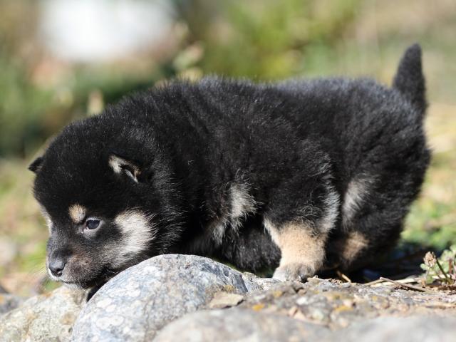 FP5A4573-shibainu-puppy FP5A4573-shibainu-puppy
