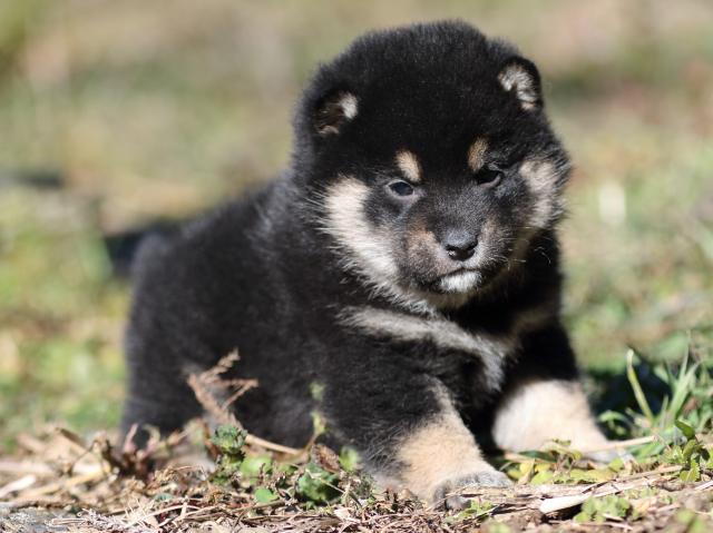 FP5A4577-shibainu-puppy FP5A4577-shibainu-puppy