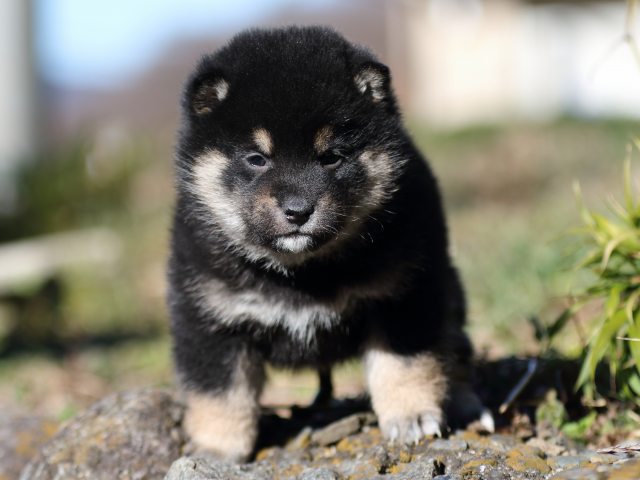 FP5A4663-shibainu-puppy FP5A4663-shibainu-puppy