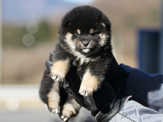 FP5A4680-shibainu-puppy FP5A4680-shibainu-puppy