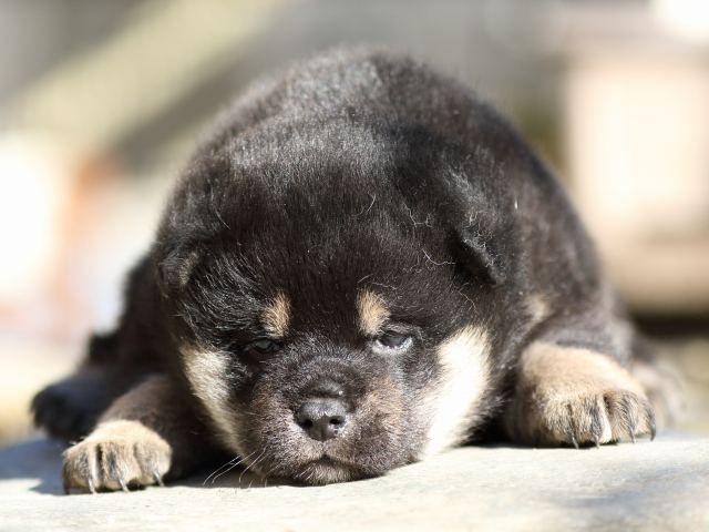 FP5A4969-shibainu-puppy-puppy FP5A4969-shibainu-puppy-puppy