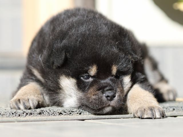 FP5A5024-shibainu-puppy-puppy FP5A5024-shibainu-puppy-puppy