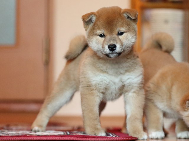 FP5A5140-shibainu-puppy FP5A5140-shibainu-puppy