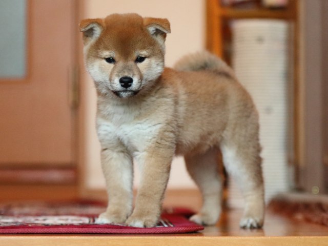 FP5A5161-shibainu-puppy FP5A5161-shibainu-puppy