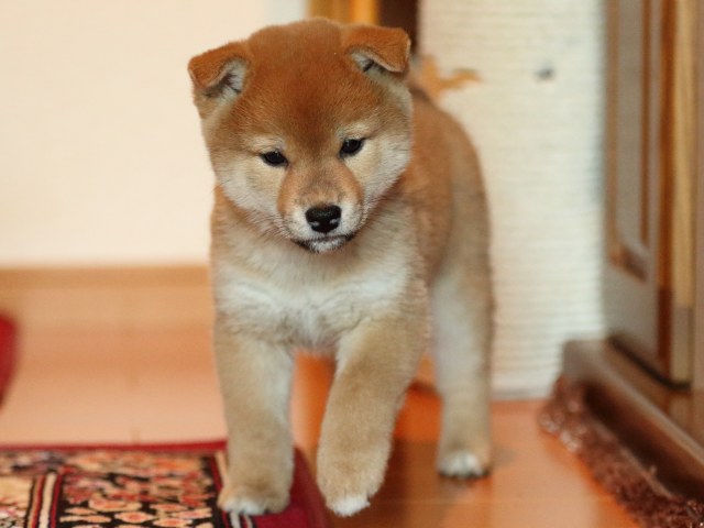 FP5A5165-shibainu-puppy FP5A5165-shibainu-puppy