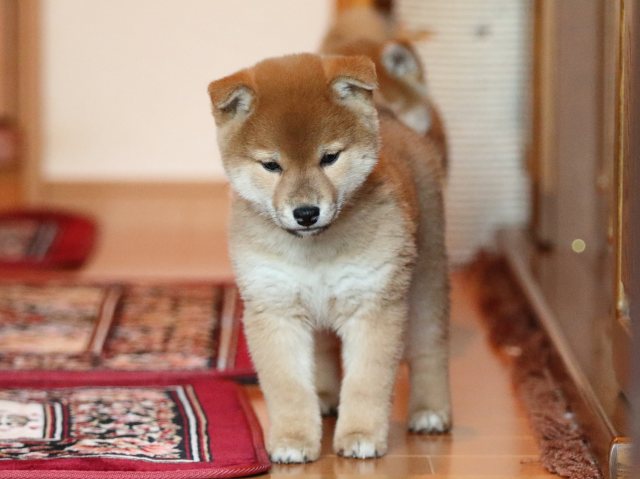 FP5A5234-shibainu-puppy FP5A5234-shibainu-puppy