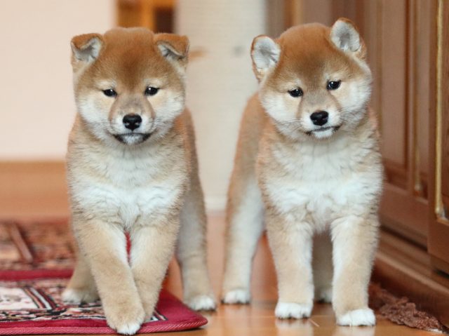 FP5A5251-shibainu-puppy FP5A5251-shibainu-puppy