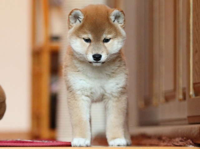 FP5A5263-shibainu-puppy FP5A5263-shibainu-puppy