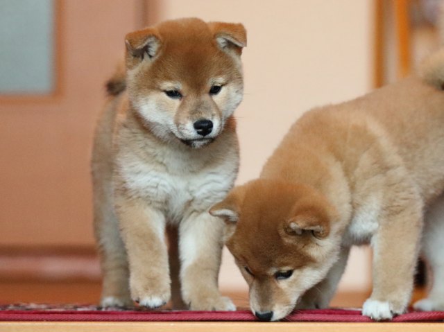 FP5A5275-shibainu-puppy FP5A5275-shibainu-puppy