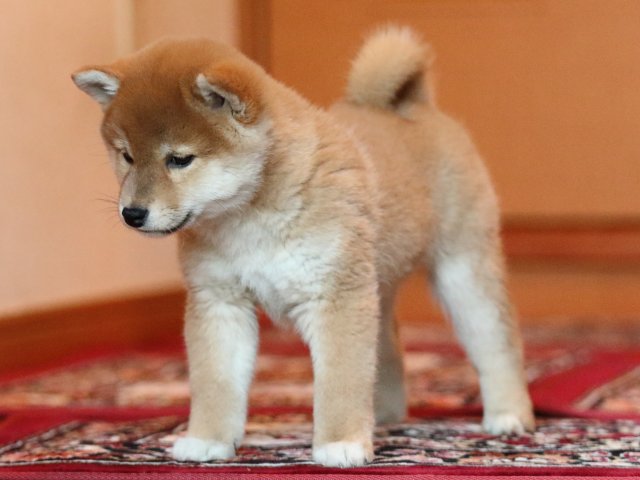 FP5A5287-shibainu-puppy FP5A5287-shibainu-puppy