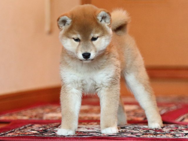 FP5A5294-shibainu-puppy FP5A5294-shibainu-puppy