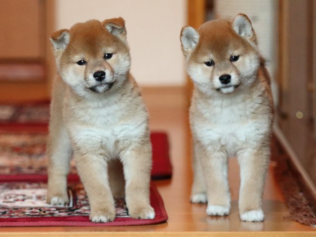 FP5A5301-shibainu-puppy FP5A5301-shibainu-puppy