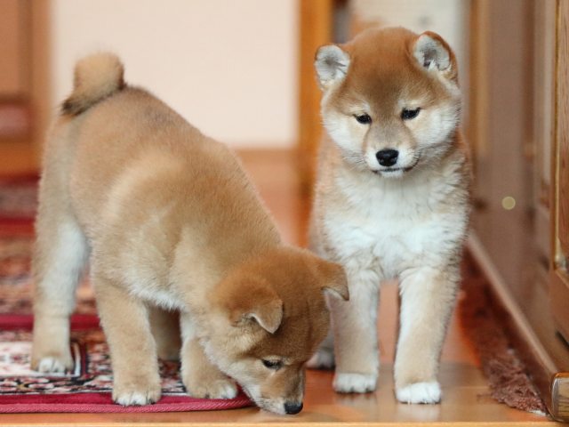 FP5A5305-shibainu-puppy FP5A5305-shibainu-puppy