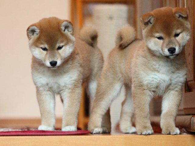FP5A5315-shibainu-puppy FP5A5315-shibainu-puppy