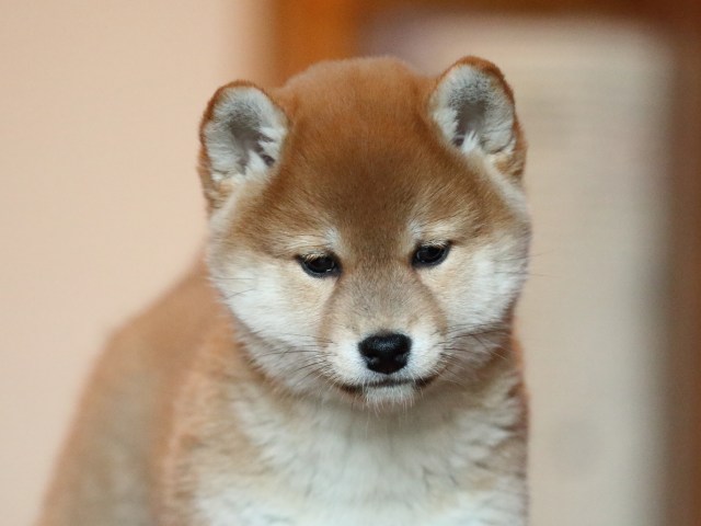 FP5A5331-shibainu-puppy FP5A5331-shibainu-puppy