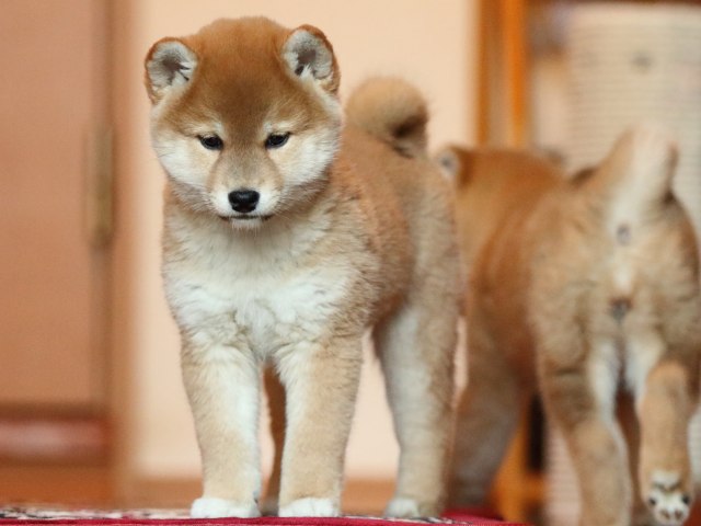 FP5A5337-shibainu-puppy FP5A5337-shibainu-puppy
