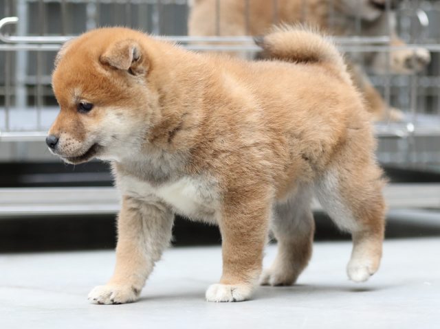 FP5A5409-shibainu-puppy FP5A5409-shibainu-puppy