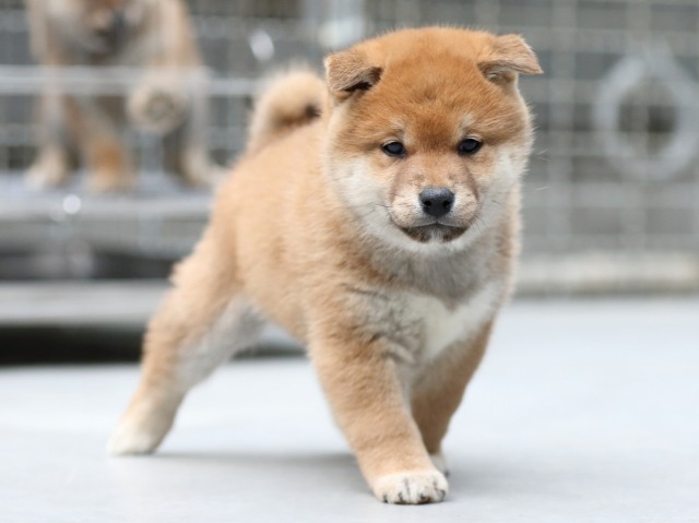 FP5A5448-shibainu-puppy FP5A5448-shibainu-puppy