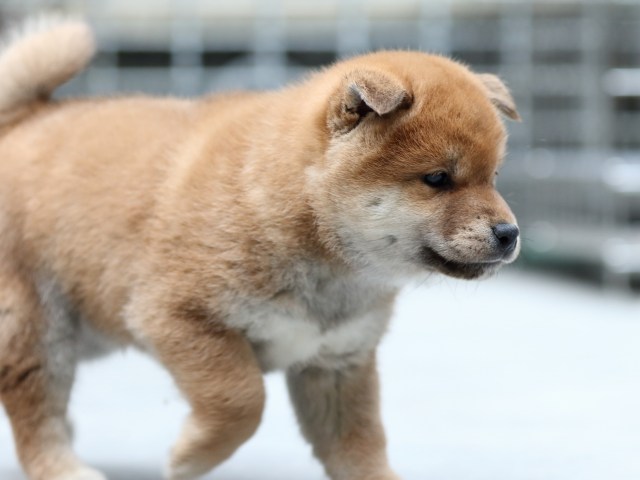 FP5A5514-shibainu-puppy FP5A5514-shibainu-puppy