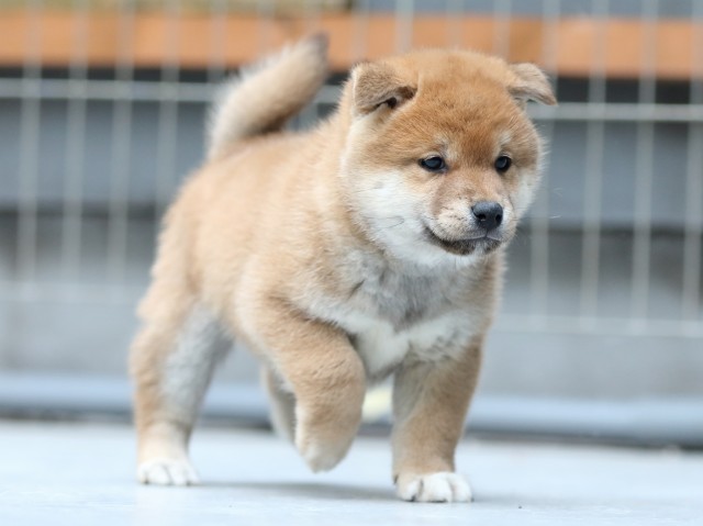 FP5A5539-shibainu-puppy FP5A5539-shibainu-puppy