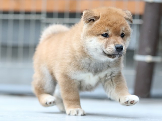 FP5A5541-shibainu-puppy FP5A5541-shibainu-puppy