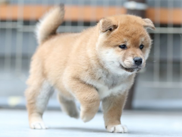 FP5A5542-shibainu-puppy FP5A5542-shibainu-puppy