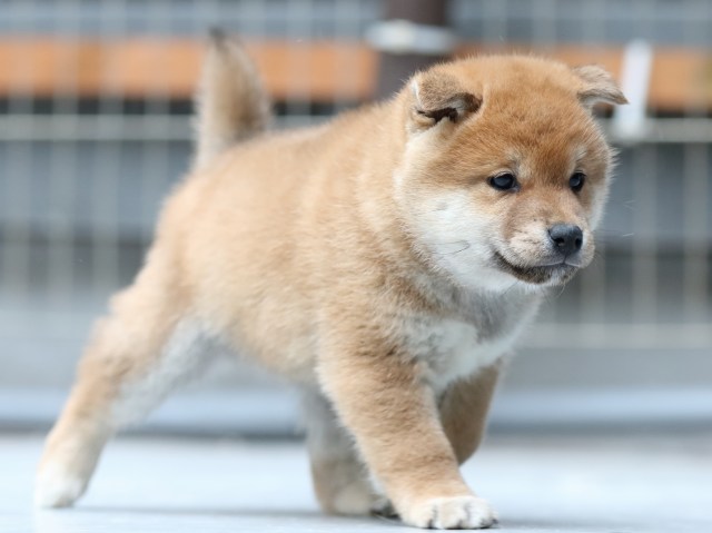 FP5A5543-shibainu-puppy FP5A5543-shibainu-puppy