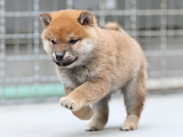 FP5A5647-shibainu-puppy FP5A5647-shibainu-puppy