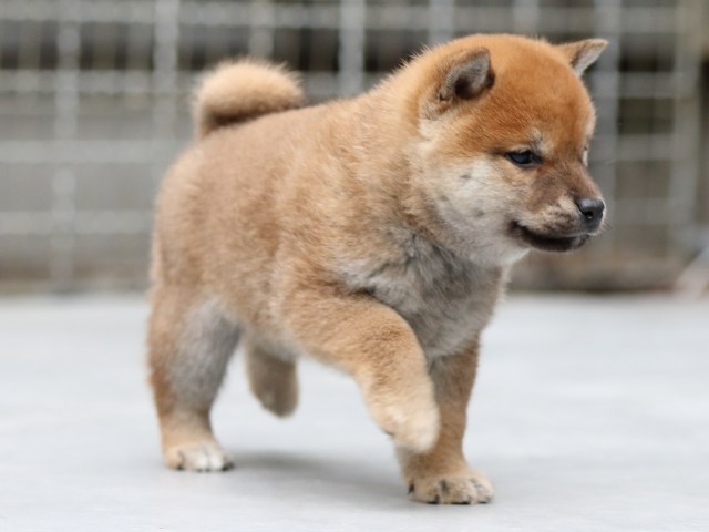 FP5A5677-shibainu-puppy FP5A5677-shibainu-puppy