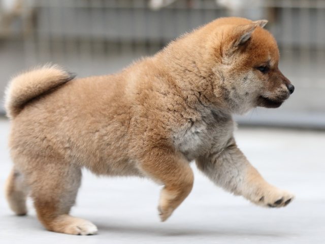 FP5A5682-shibainu-puppy FP5A5682-shibainu-puppy