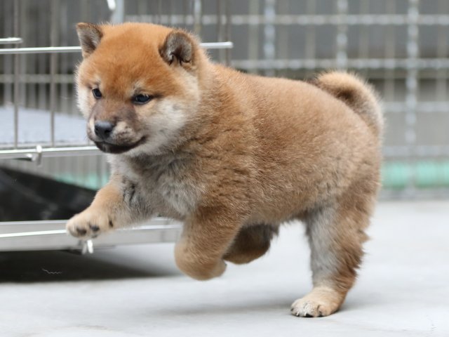 FP5A5737-shibainu-puppy FP5A5737-shibainu-puppy