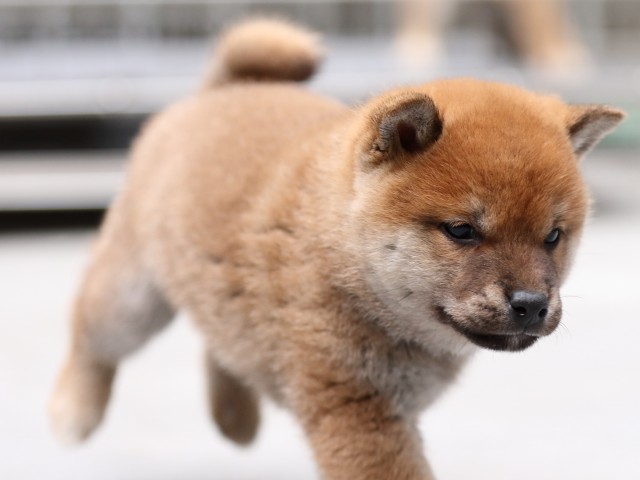 FP5A5751-shibainu-puppy FP5A5751-shibainu-puppy