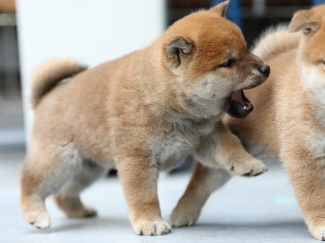FP5A5798-shibainu-puppy FP5A5798-shibainu-puppy