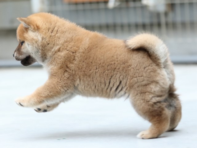 FP5A5846-shibainu-puppy FP5A5846-shibainu-puppy
