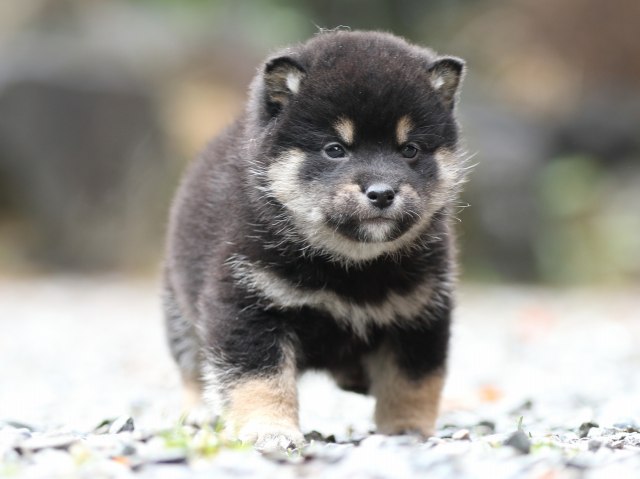 FP5A5943-shibainu-puppy FP5A5943-shibainu-puppy