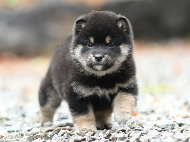 FP5A5980-shibainu-puppy FP5A5980-shibainu-puppy