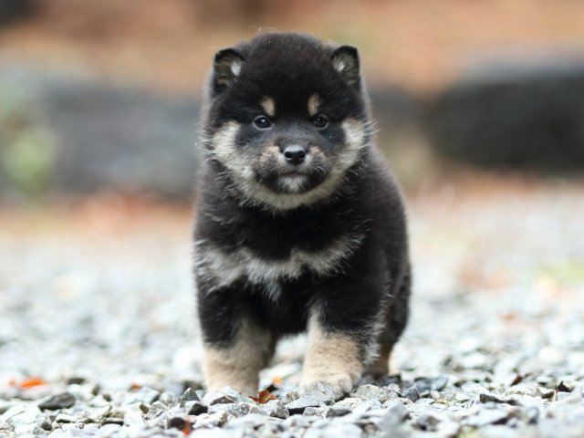 FP5A5988-shibainu-puppy FP5A5988-shibainu-puppy
