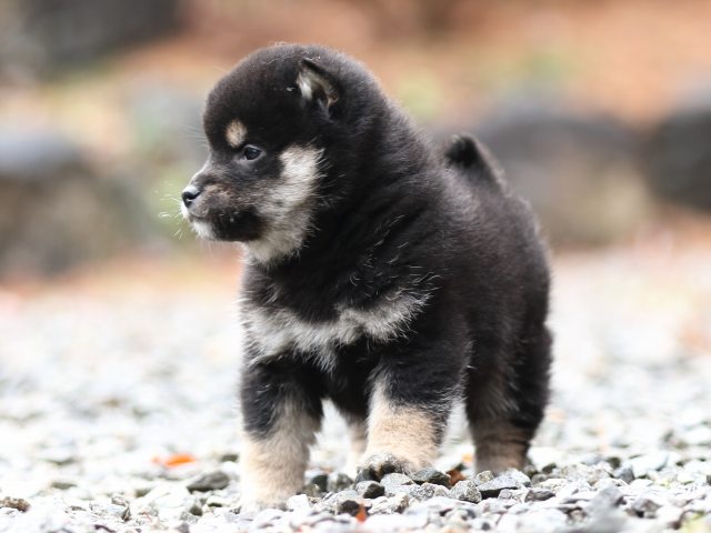 FP5A5997-shibainu-puppy FP5A5997-shibainu-puppy