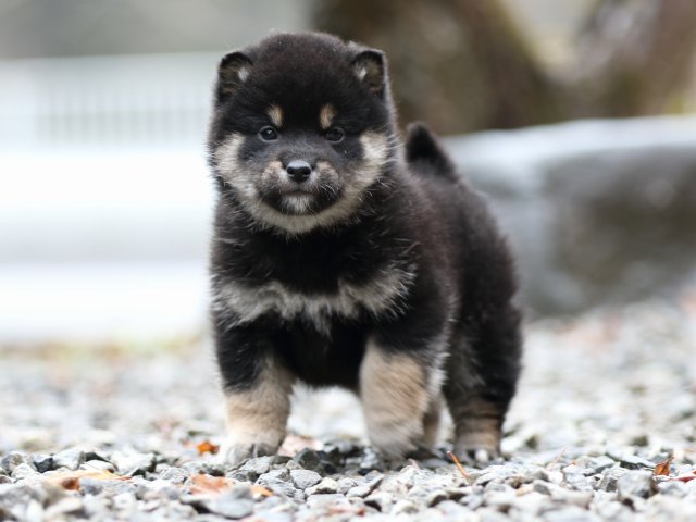 FP5A6018-shibainu-puppy FP5A6018-shibainu-puppy