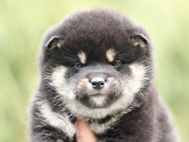 FP5A6053-shibainu-puppy FP5A6053-shibainu-puppy