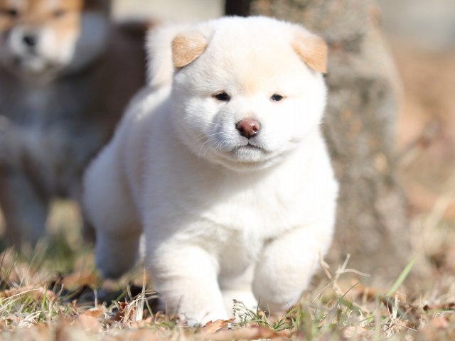 FP5A6805-shibainu-puppy
