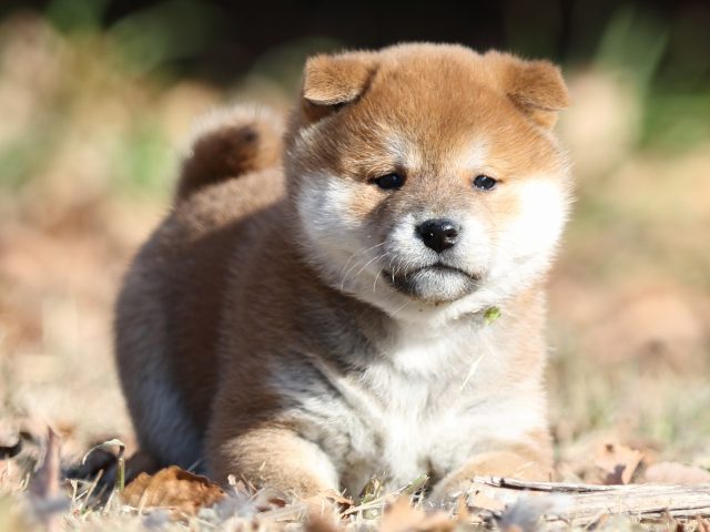 FP5A6875-shibainu-puppy FP5A6875-shibainu-puppy
