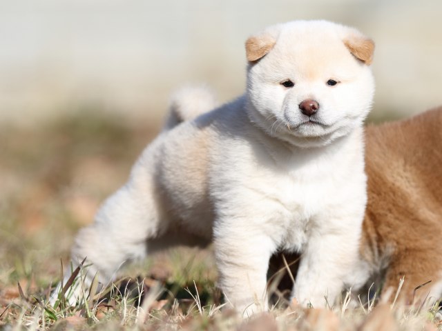 FP5A6909-shibainu-puppy
